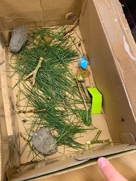 Kalli kónguló klófestur af 4.-5.bekk