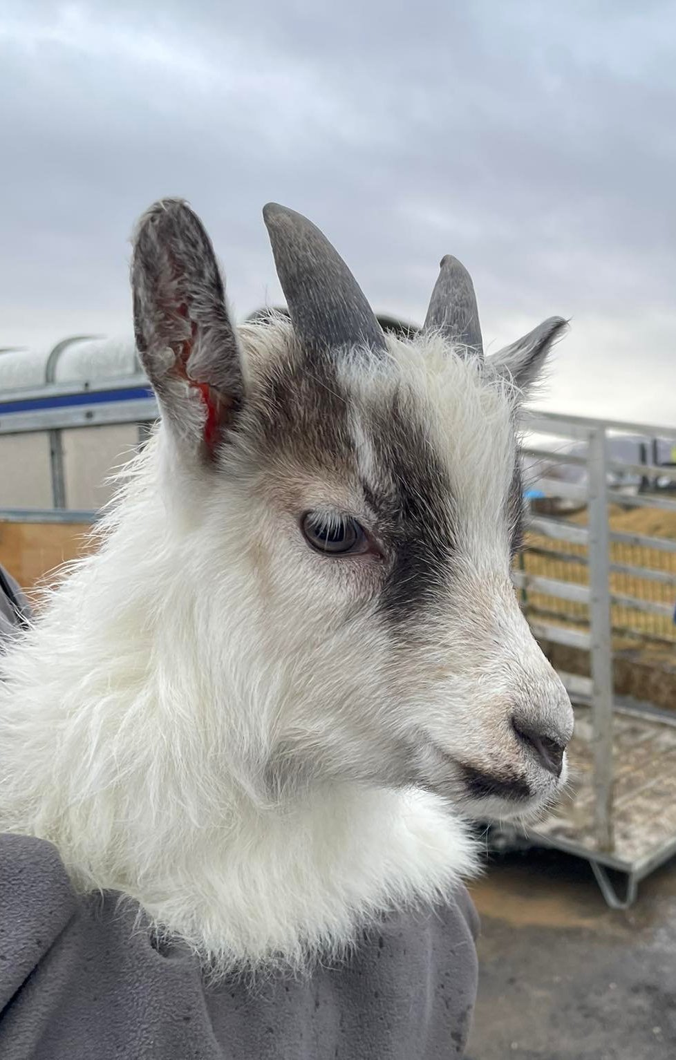 Gistinótt og húsdýrin með!