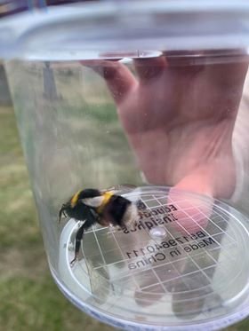 Er þetta hin eina sanna Mæja býfluga?