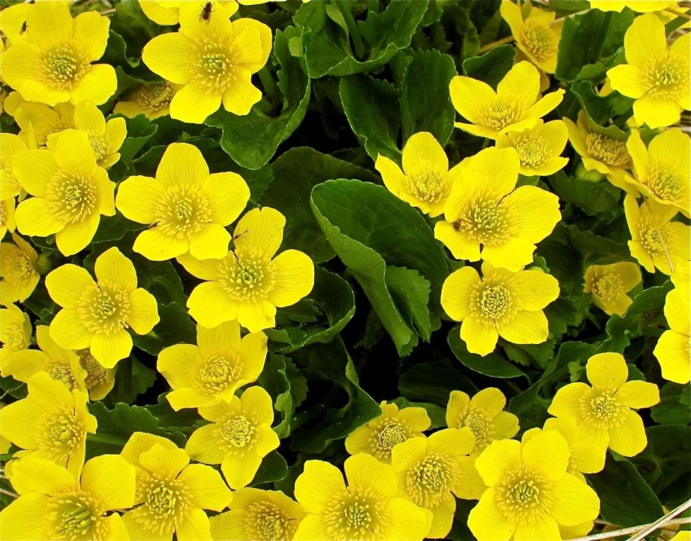 Skólaslit - útskrift