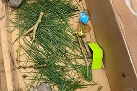 Kalli kónguló klófestur af 4.-5.bekk