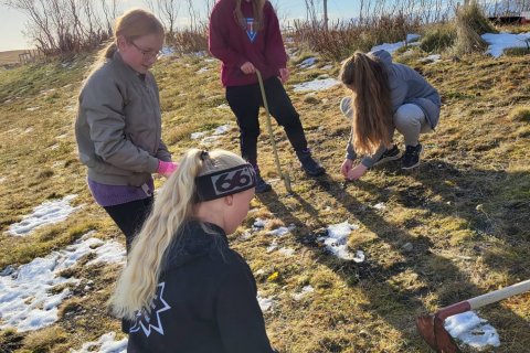 Gróðursetning - Yrkja