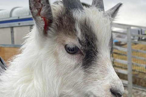 Gistinótt og húsdýrin með!