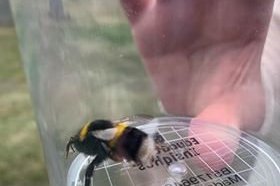 Er þetta hin eina sanna Mæja býfluga?