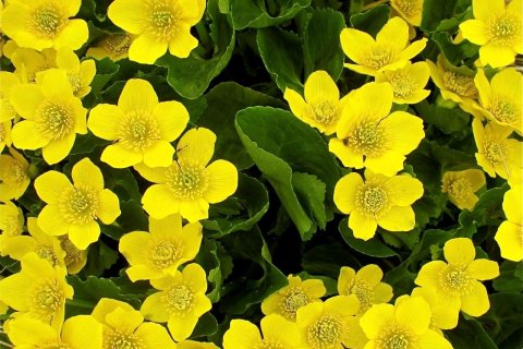 Skólaslit - útskrift